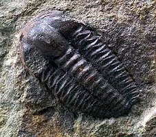 Fosile din epoca paleozoică, 225-580 milioane