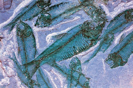 Fosile din epoca paleozoică, 225-580 milioane