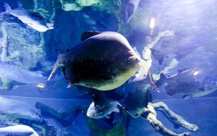 Oceanarium Moszkvában, a bevásárló központ rio