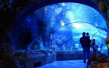 Oceanarium Moszkvában, a bevásárló központ rio