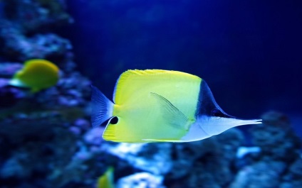 Oceanarium Moszkvában, a bevásárló központ rio