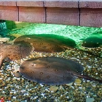 Oceanarium Moszkvában, a bevásárló központ rio