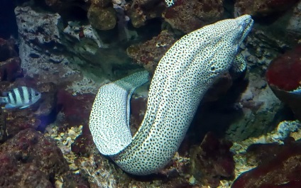 Oceanarium Moszkvában, a bevásárló központ rio