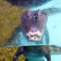 Oceanarium Moszkvában, a bevásárló központ rio