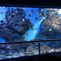 Oceanarium Moszkvában, a bevásárló központ rio