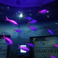 Oceanarium Moszkvában, a bevásárló központ rio