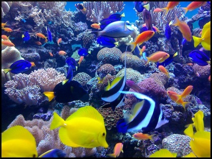 Oceanarium in tc rio moscow - forum de moscow