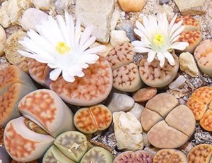 Descrierea și fotografia principalelor tipuri de soiuri lithops - pietre vii