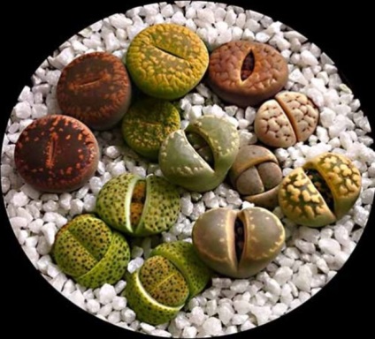 Descrierea și fotografia principalelor tipuri de soiuri lithops - pietre vii