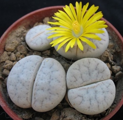 Descrierea și fotografia principalelor tipuri de soiuri lithops - pietre vii