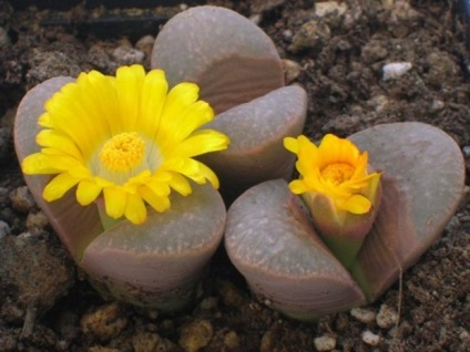 Descrierea și fotografia principalelor tipuri de soiuri lithops - pietre vii