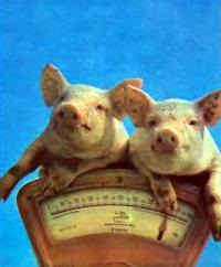 Experiența porcinelor de reproducție și îngrijirea acestora (animale - porci)