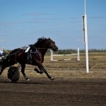 Descrierea trotterului Orlovsky, istoria și fotografiile rasei, caii mei