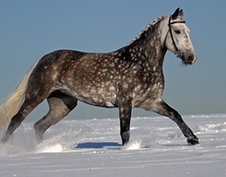Descrierea trotterului Orlovsky, istoria și fotografiile rasei, caii mei