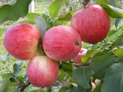 Soiuri de toamnă de mere, descriere, fotografie