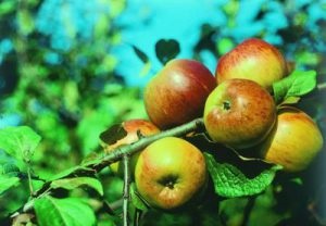 Soiuri de toamnă de mere cu numele, descrierea și fotografia