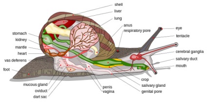 Caracteristici ale structurii și duratei de viață a moluștelor bivalve