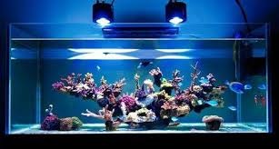Iluminarea acvariului cu lămpi LED