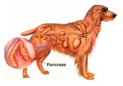 Pancreatită la animale domestice