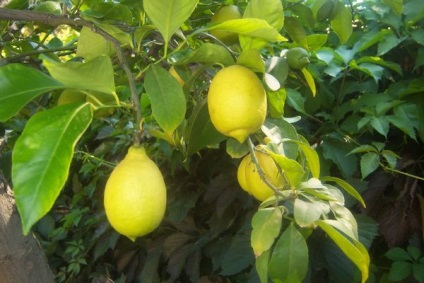 Pawlowski citrom különös gonddal otthon