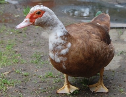 Descrierea rasei Peking Ducks și reproducerea acasă