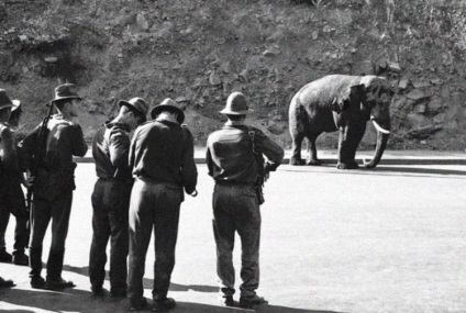 Evadare din Gradina Zoologica din Yerevan in 1970, este interesant, web-urile mele