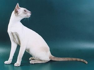De ce o pisică sălbatică a început să fie numită doar o pisică și nu a obținut una nouă - imaginea 218584-11