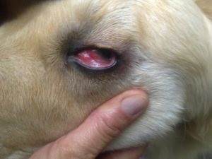 Kutya szeme piros, kipirult - mit kell tenni ilyenkor? | Lőrinci Állatorvosi Rendelő