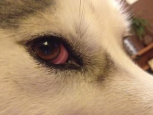 Miért van a kutya piros szemfehérje és hogyan kell kezelni azt