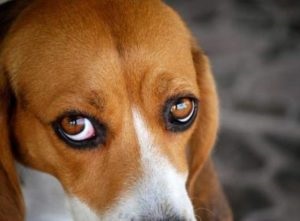 Miért van a kutya piros szemfehérje és hogyan kell kezelni azt