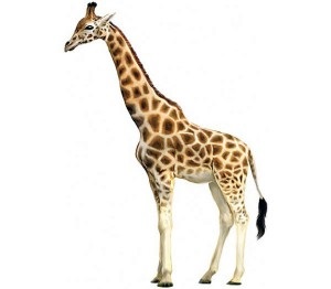 De ce girafa are un gât lung? De ce caut răspunsuri la întrebări?