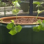 Paturi suspendate ca o modalitate de a salva spațiul de grădină