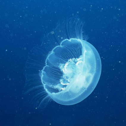 Să vorbim despre meduze