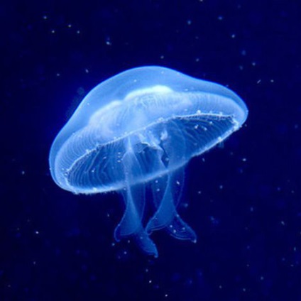 Să vorbim despre meduze