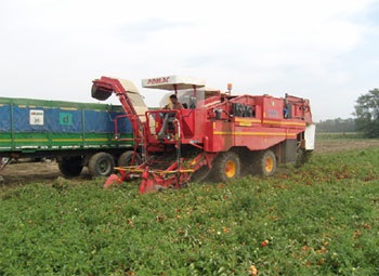 Pomak pomak tomato harvester (mașină de recoltare tomate) - nytehagro - cartof