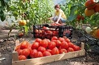 Tomatele din Islanda vor începe să exporte în Europa, economie și finanțe