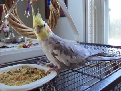 Parrot Corella descrierea rasei - varza vietii