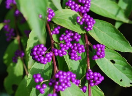 Tedd Callicarpa, kerti virágok (tanya)