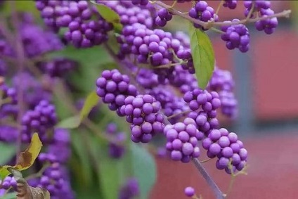 Tedd Callicarpa, kerti virágok (tanya)