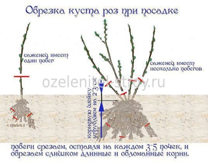 Plantarea și îngrijirea trandafirilor