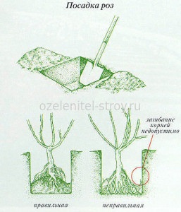 Plantarea și îngrijirea trandafirilor