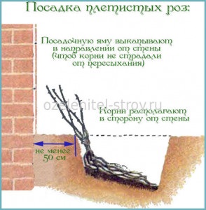 Plantarea și îngrijirea trandafirilor