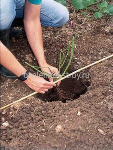 Plantarea și îngrijirea trandafirilor