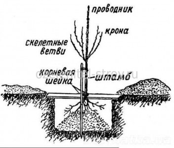 Plantarea pomilor fructiferi