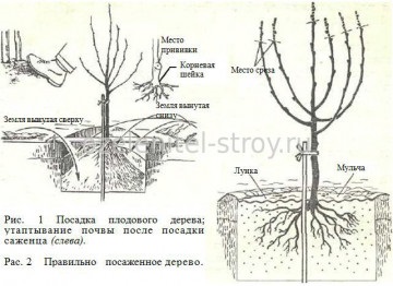 Plantarea pomilor fructiferi