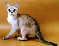 Pe poteca pisicilor misterioase din Singapore