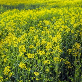 A talaj termékenységének növelése a fehér mustár segítségével - népszerű félkész kultúra 5251