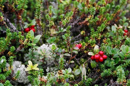 Trekking în jurul insulei Kilpol