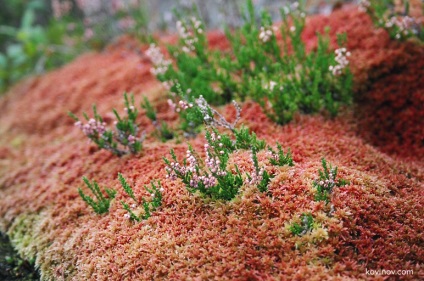 Trekking în jurul insulei Kilpol