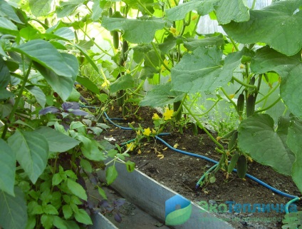 Megfelelő ültetés uborka üvegházban - minden szakaszában
